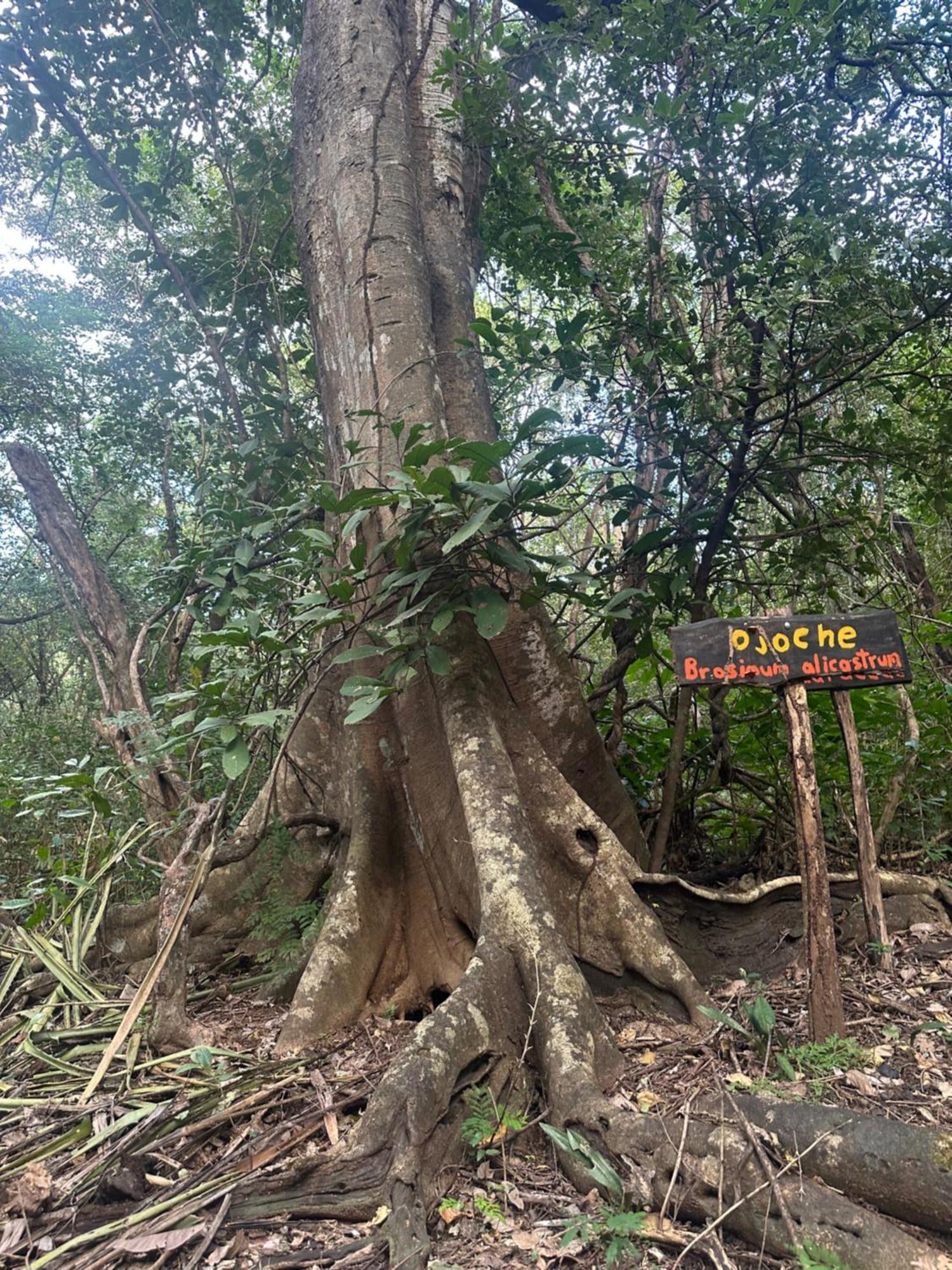 Finca Avellanas Lorena Buitenkant foto